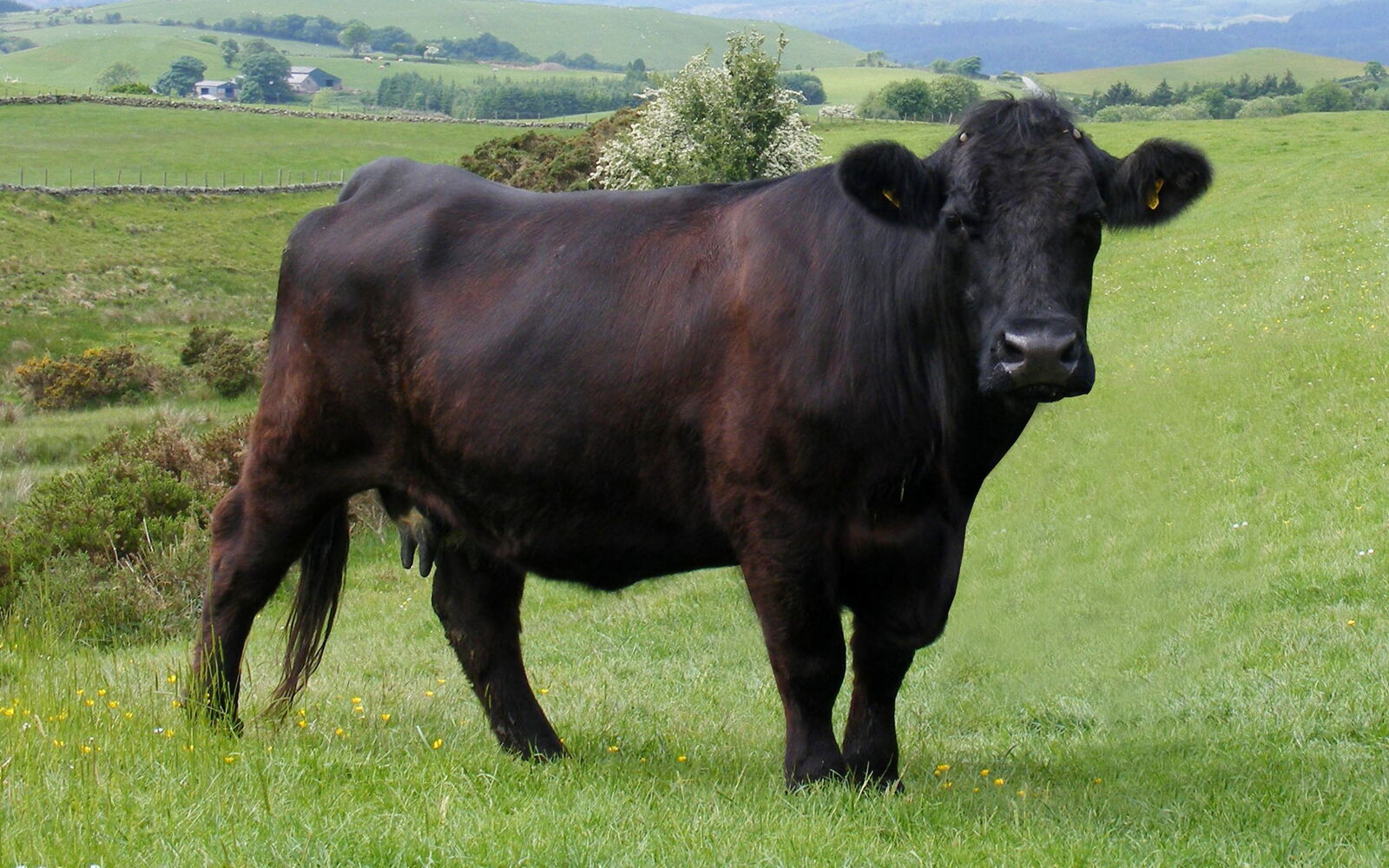 Welsh Black-Kuh auf einer Wiese