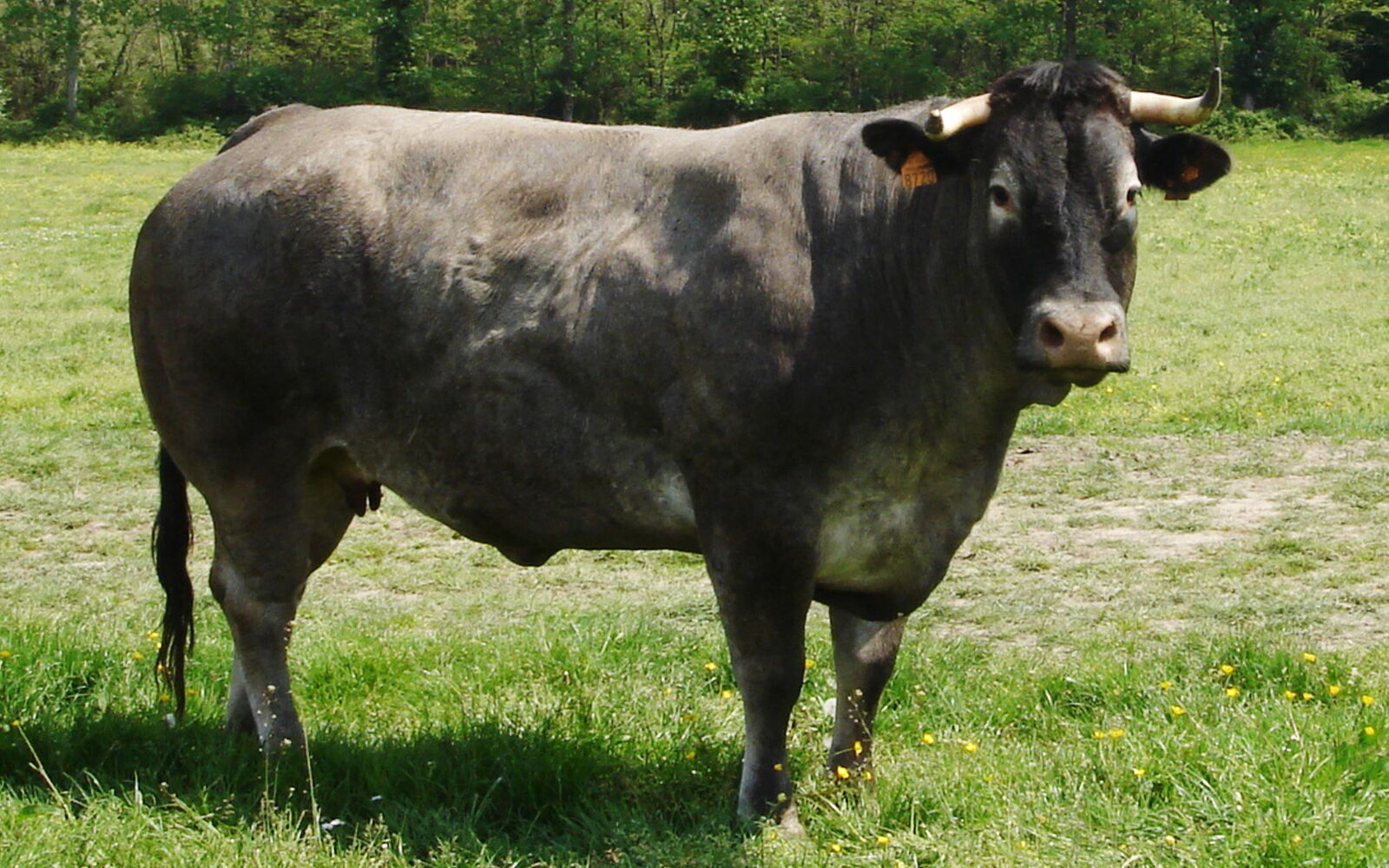 Bazadaise-Kuh auf einer Wiese
