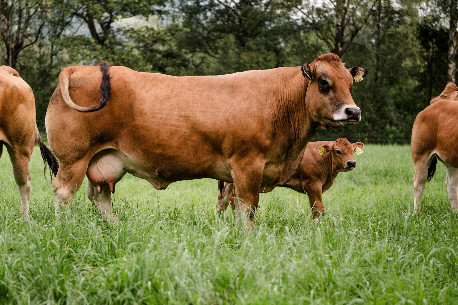Parthenaise-Rind auf einer Wiese