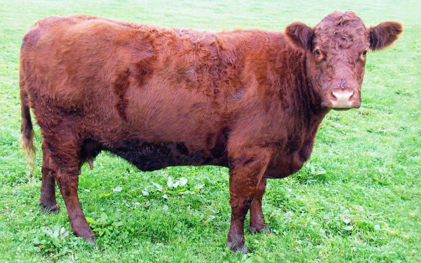 Luing-Kuh auf einer Wiese