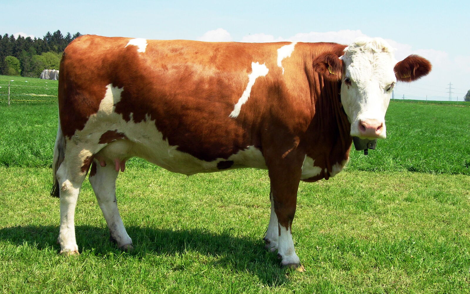 Simmental-Kuh auf einer Wiese