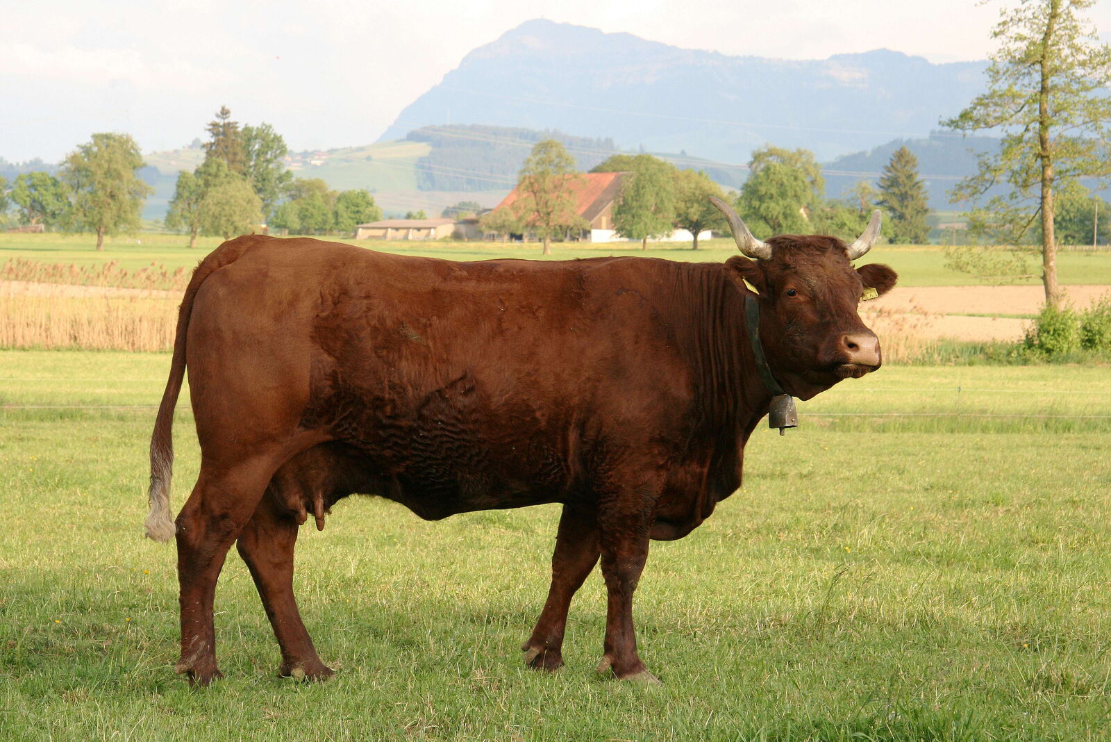 Vache Salers dans une prairie
