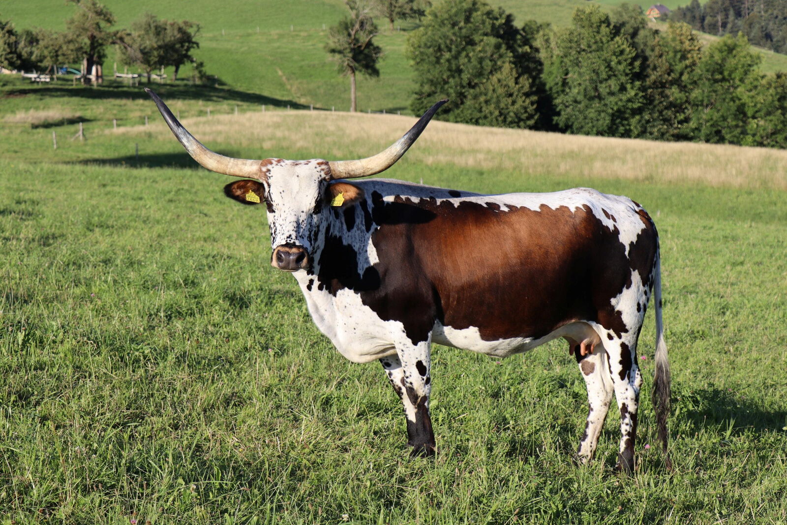 Texas Longhorn-Kuh auf einer Wiese