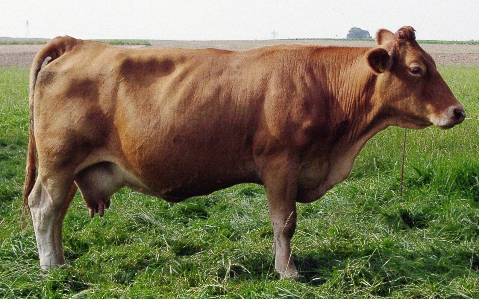 Gelbvieh-Kuh auf einer Wiese