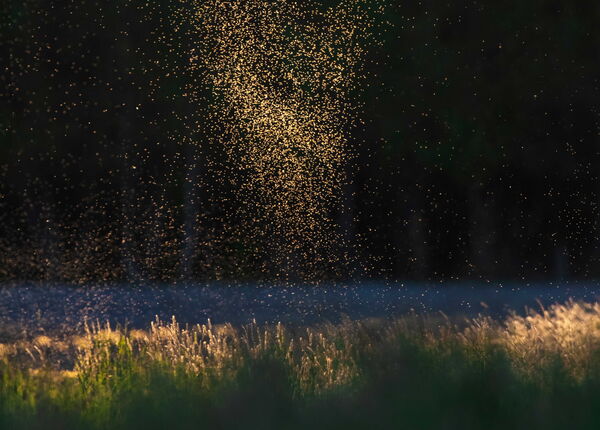 Essaim d'insectes dans un pré