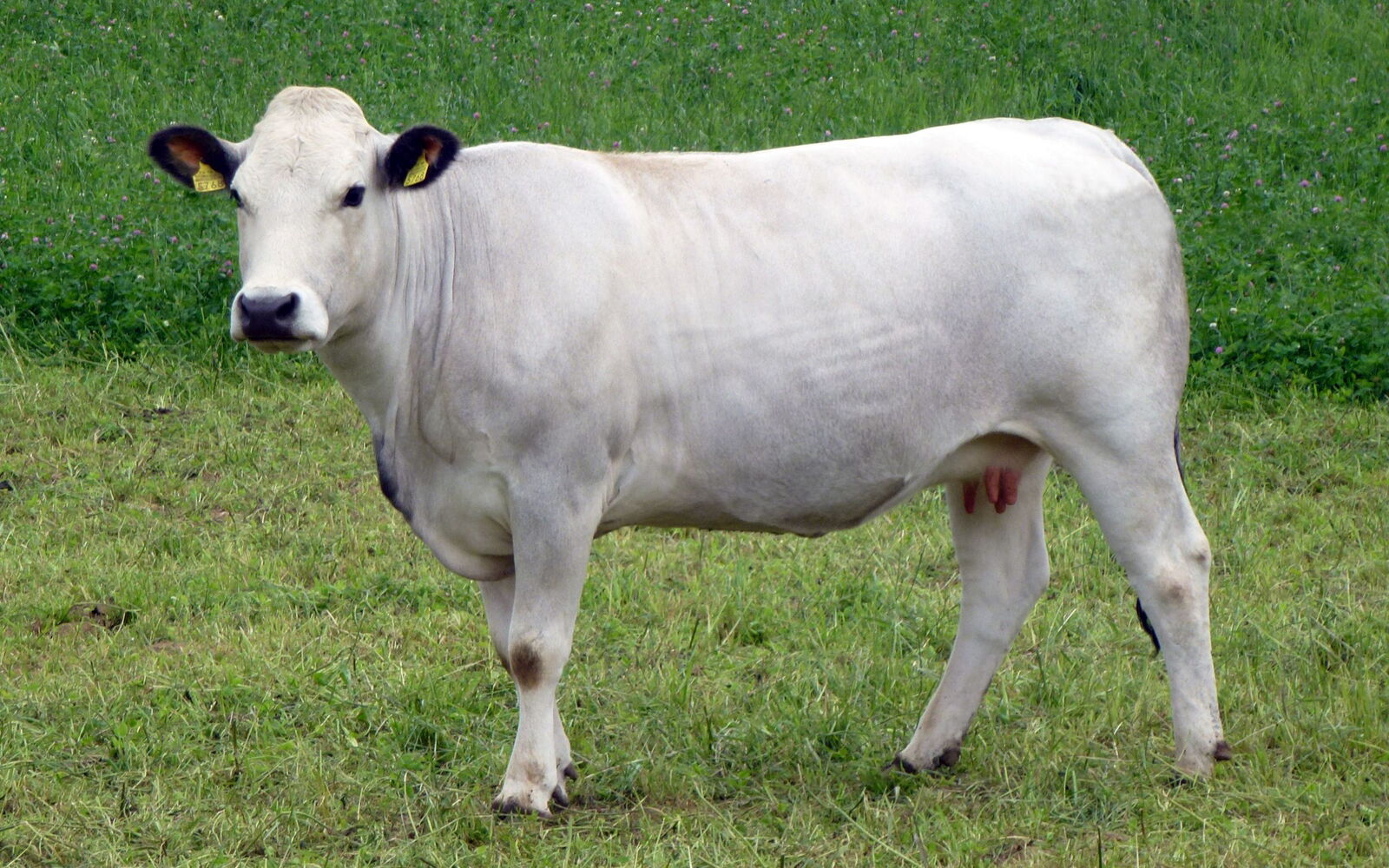 Gasconne-Kuh auf einer Wiese