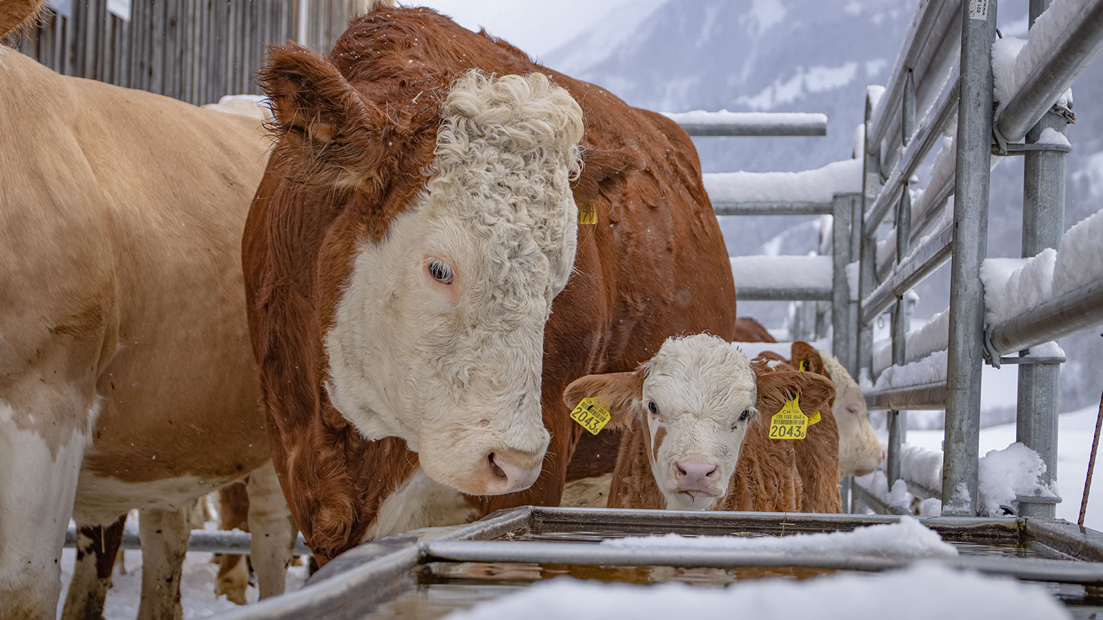 L’association des détenteurs de vaches allaitantes et des éleveurs de ...